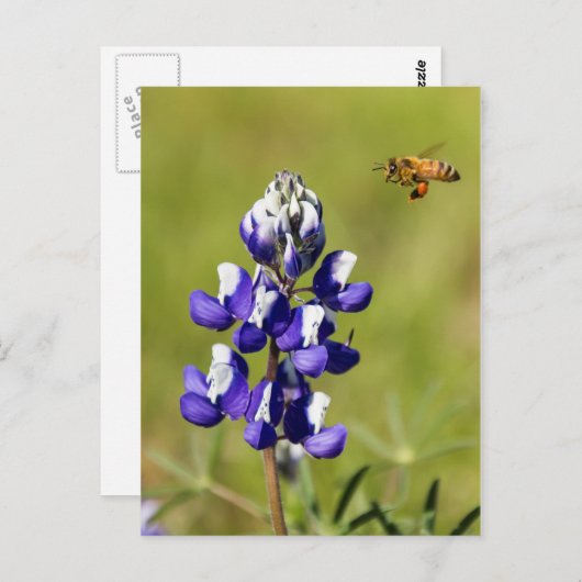 野生の忙しルパンの花を熟考する ポストカード (正面/裏面)