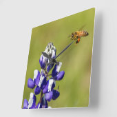 野生の忙しルピナスの花を見る スクエア壁時計 (傾斜)