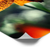 野生の斑点のあるカナダユリの花 ポスター (角)