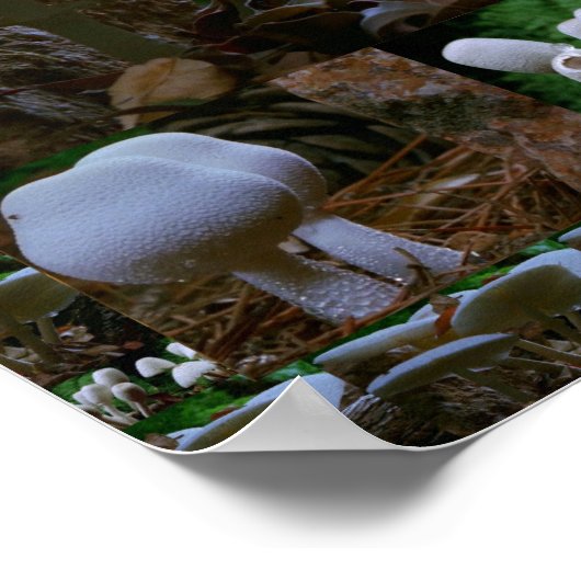 野生の新鮮なキノコ真菌:エキゾチック写真 ポスター (角)