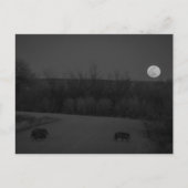 野生の月 ポストカード (正面)