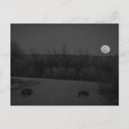 野生の月 ポストカード