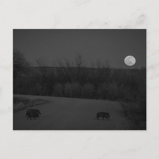 野生の月 ポストカード (正面)