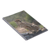 野生の木に落ちた座っているチーター ノートブック (右側)