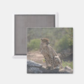 野生の木に落ちた座っているチーター マグネット (正面/裏面)