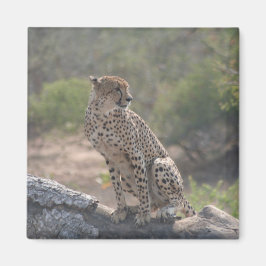 野生の木に落ちた座っているチーター マグネット