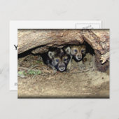 野生の材木、オオカミの双子の子ども ポストカード (正面/裏面)