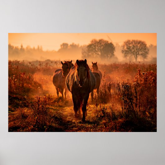 野生の来コニランニングクの馬 ポスター (正面)