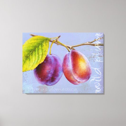 野生の梅 – Prunus domestica canvas art mauve キャンバスプリント (正面)