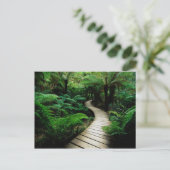 野生の森の真ん中の道 ポストカード (スタンド正面)