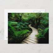 野生の森の真ん中の道 ポストカード (正面/裏面)