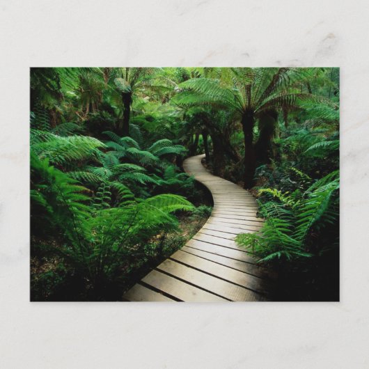 野生の森の真ん中の道 ポストカード (正面)