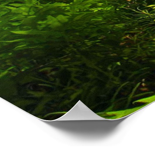 野生の森シダ ポスター (角)