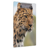 野生の毛むくじゃらの大人のチーター クリップボード (右)