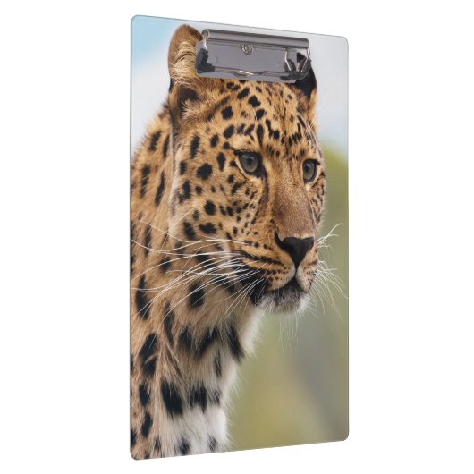 野生の毛むくじゃらの大人のチーター クリップボード (右)