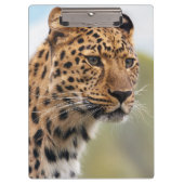 野生の毛むくじゃらの大人のチーター クリップボード (正面)