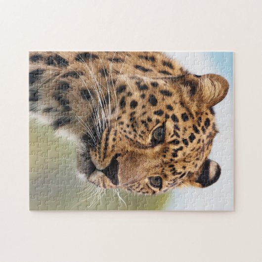 野生の毛むくじゃらの大人のチーター ジグソーパズル (横)