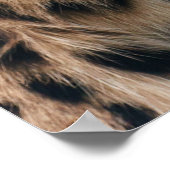 野生の毛むくじゃらの大人のチーター ポスター (角)