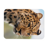 野生の毛むくじゃらの大人のチーター マグネット (横)