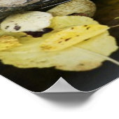 野生の池のスライダートカメ ポスター (角)