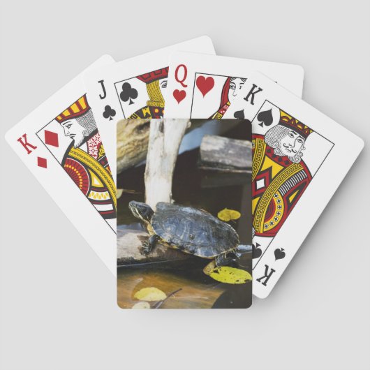 野生の池の水鳥 トランプ (裏面)