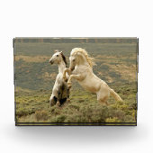 野生の牡獅子が二つ戦う フォトブロック (正面)