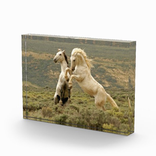 野生の牡獅子が二つ戦う フォトブロック (右)