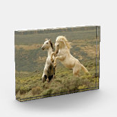 野生の牡獅子が二つ戦う フォトブロック (左)