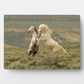 野生の牡獅子が二つ戦う フォトプラーク (正面)