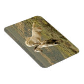 野生の牡獅子が二つ戦う マグネット (右側)