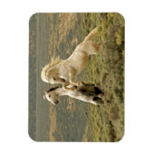 野生の牡獅子が二つ戦う マグネット (縦)