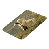 野生の牡獅子が二つ戦う マグネット (左側)