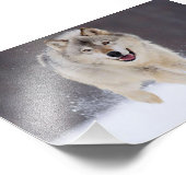 野生の狼の写真プリント フォトプリント (角)