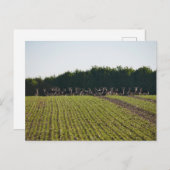 野生の獣鹿はがき ポストカード (正面/裏面)