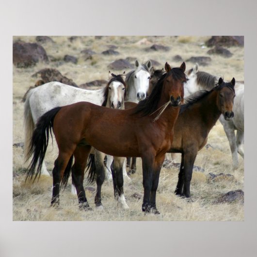 野生の獣 ポスター (正面)