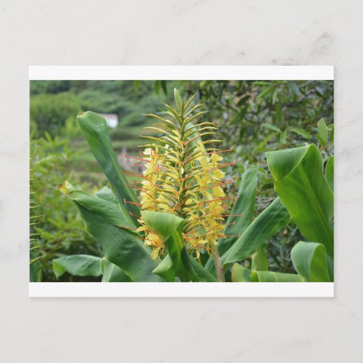 野生の生姜。 ポストカード (正面)