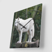 野生の白いオオカミ スクエア壁時計 (傾斜)