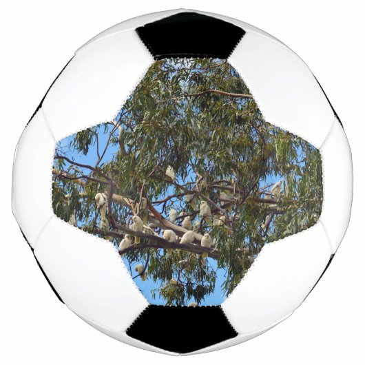 野生の白いオーストラリア産のコカトオ。 サッカーボール (正面)