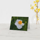 野生の白いケシ カード (黄色い花)