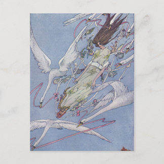 野生の白鳥たち ポストカード