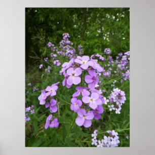 野生の紫の花の写真 ポスター