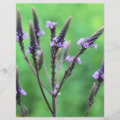 野生の紫色のバーベリーフラワースクラップブック (裏面)