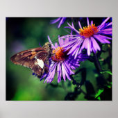 野生の絵を描アスターの花の上の女性の蝶 ポスター (正面)