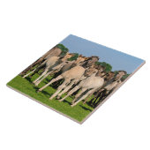 『野生の群れグルロの色のダルメンの馬が写真を撮る』 タイル (側面)