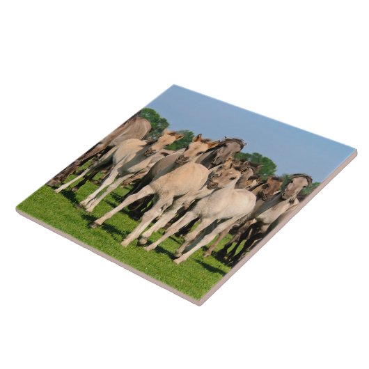 『野生の群れグルロの色のダルメンの馬が写真を撮る』 タイル (側面)