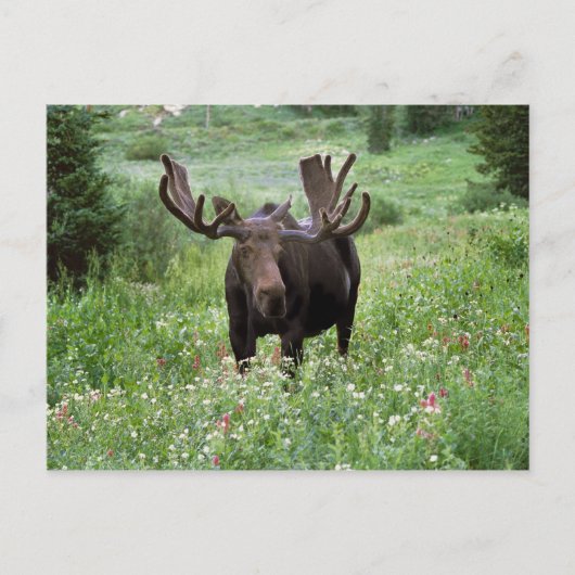 野生の花と雄のヘラジカ (Alces alces) ポストカード (正面)