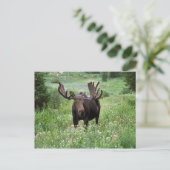 野生の花と雄のヘラジカ (Alces alces) ポストカード (スタンド正面)