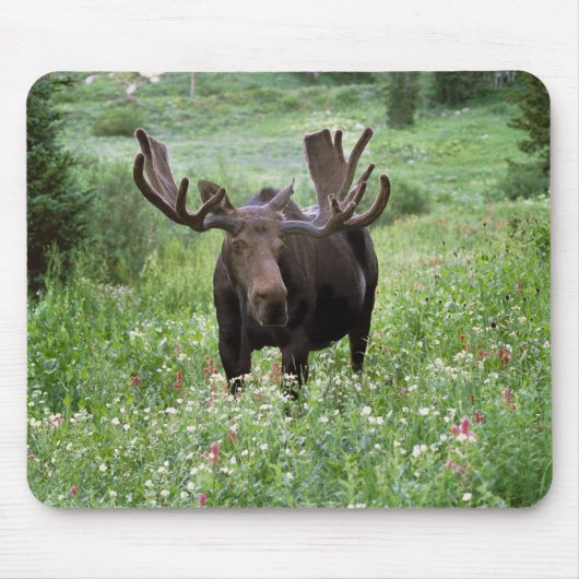 野生の花と雄のヘラジカ (Alces alces) マウスパッド (正面)