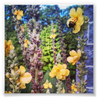 野生の花に咲くバブルビーの写真プリント フォトプリント