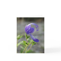 野生の花のメッセージカード